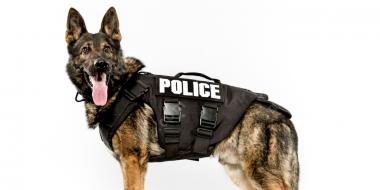 полицейская собака